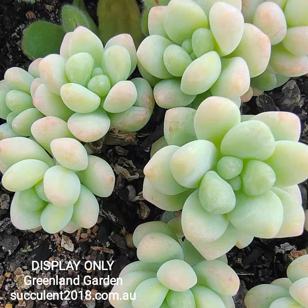 Sedum Treleasei 天使之泪