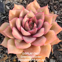 Echeveria sp. 艾格利亚 (aigeliya)