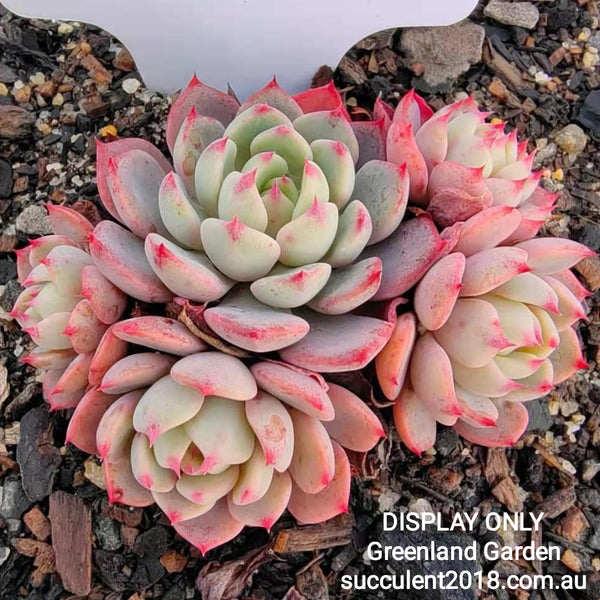 Echeveria Nanahukumini 娜娜小勾