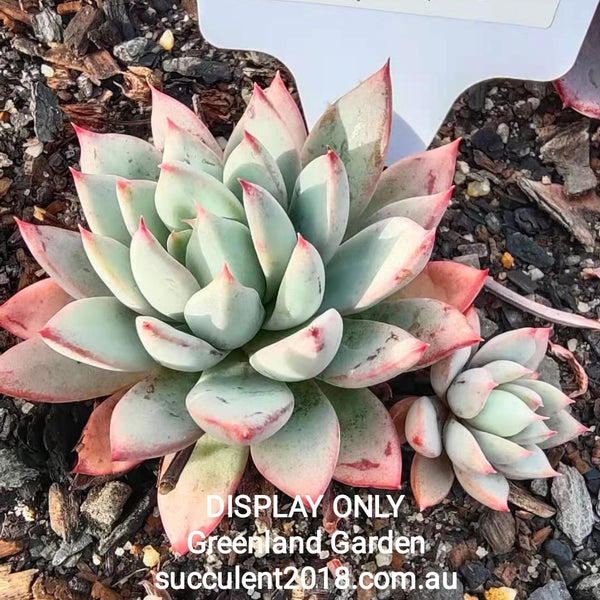 Echeveria Shanghai Lady  女美月