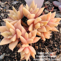 Echeveria Citrina 黄金表丽娜