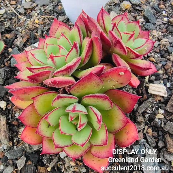 Echeveria 'Joan Daniels' 丹尼尔