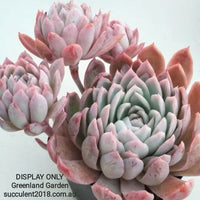 Echeveria Violet Queen 紫罗兰女王