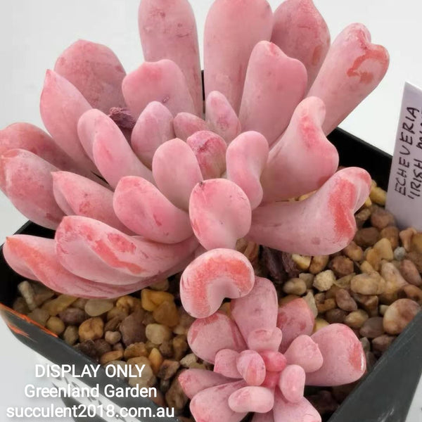 irish mint succulent Echeveria New Irish Mint 新爱尔兰薄荷 – Greenland Garden