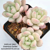 Echeveria sp. 白马 (white horse)