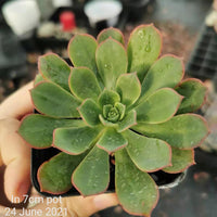 Aeonium Percarneum 蓬莱阁法师