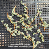 Braunsia maximiliani 1 CUTTING 碧玉莲砍枝1枚