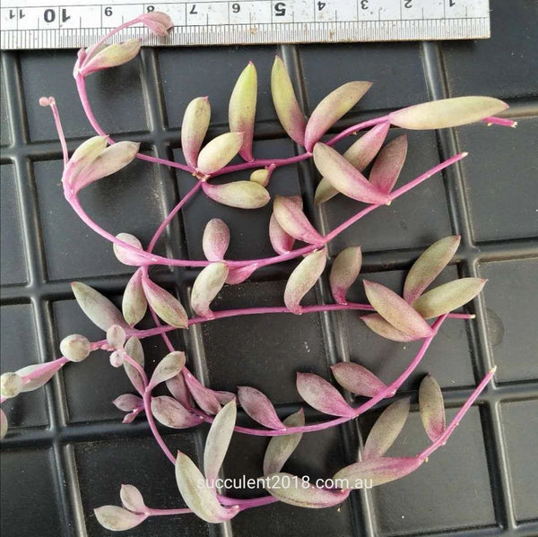 Othonna Capensis 'Ruby Necklace' (5 CUTTINGS) 紫玄月